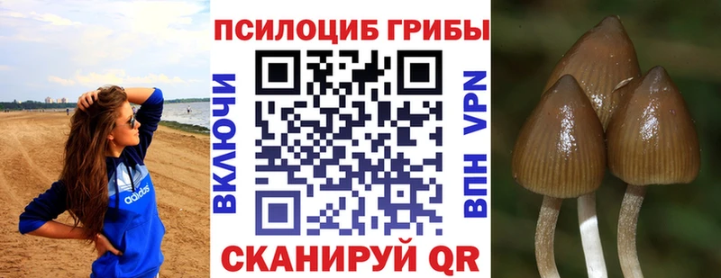 купить сайты Белая Холуница Галлюциногенные грибы MAGIC MUSHROOMS
